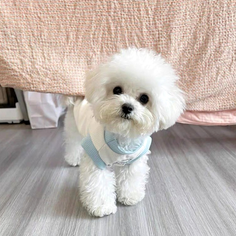 https://fulmo-img-server.com/perry-dog/1e63c3a9-40e0-4e70-be50-02850d0ea186.jpg