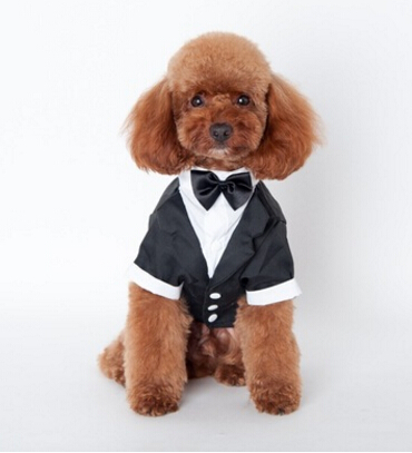 https://fulmo-img-server.com/perry-dog/204abbb4-d8f7-4aca-adf2-b3c9fc4988c4.jpg