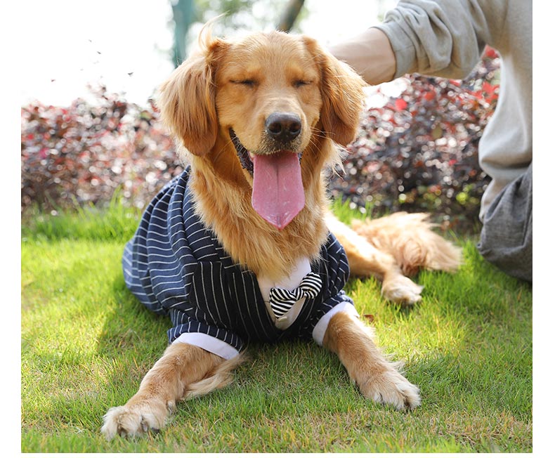 犬服 紳士風縦縞柄蝶ネクタイ付き犬用フォーマルコート