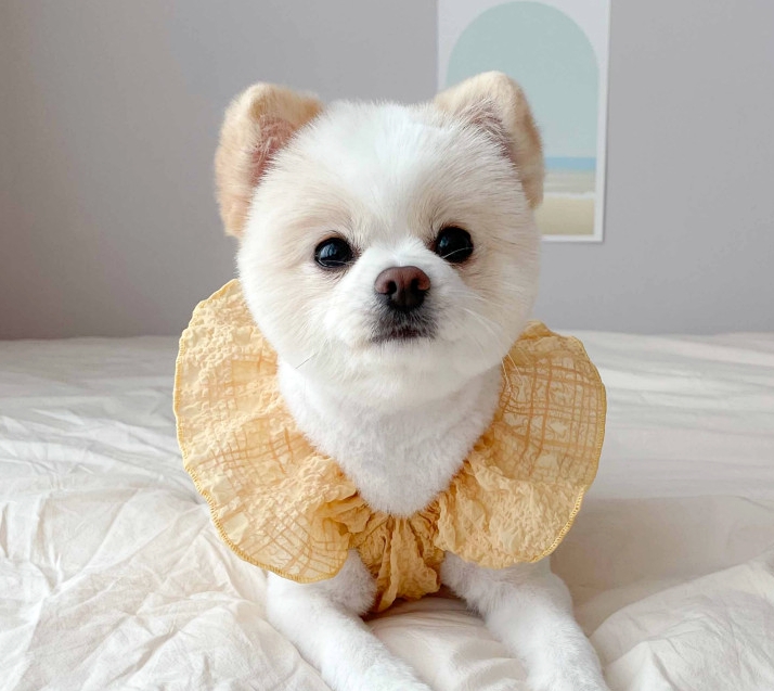 犬服 クシュクシュフリルワンピース