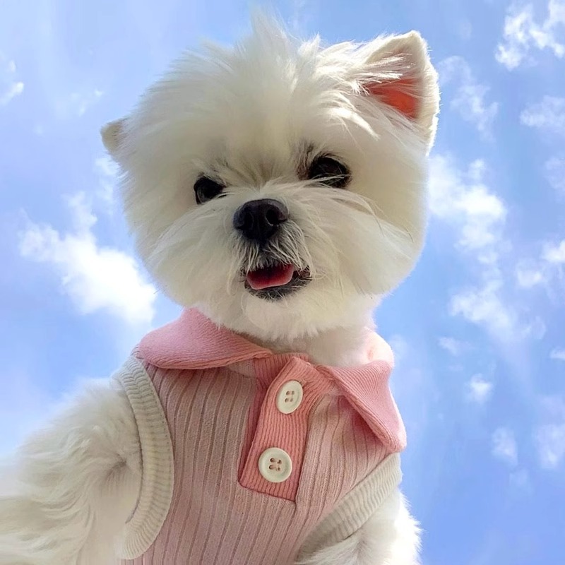 犬服 やわらか襟付きリブニット