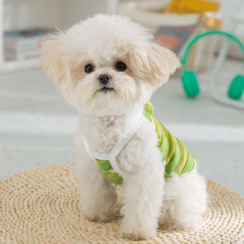https://fulmo-img-server.com/perry-dog/27e871d675fb4b85b53f6ff1dc07b43a.jpg