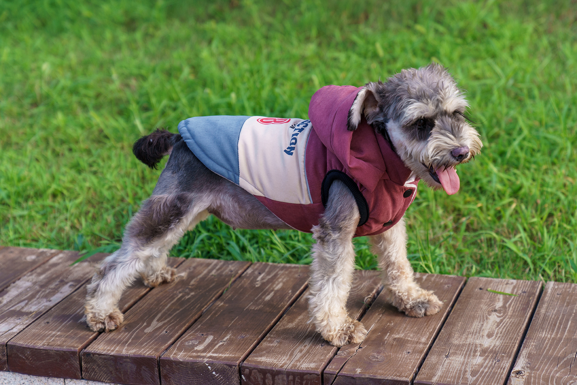 犬服 カレッジ風ナンバープリント配色パーカー