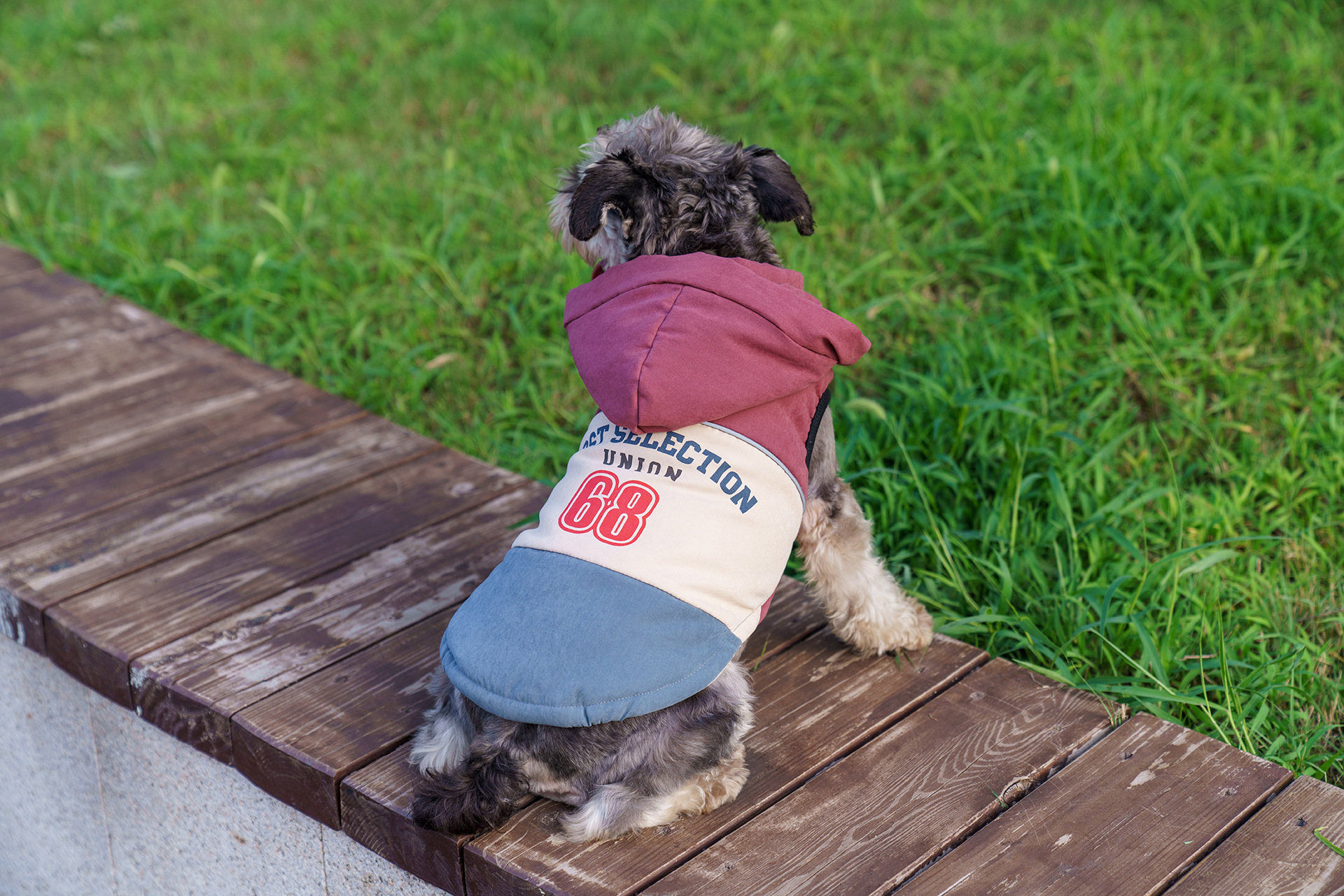 犬服 カレッジ風ナンバープリント配色パーカー