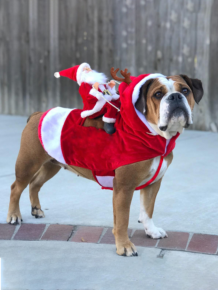 犬服 聖夜の贈り物運び聖誕老人変身犬服