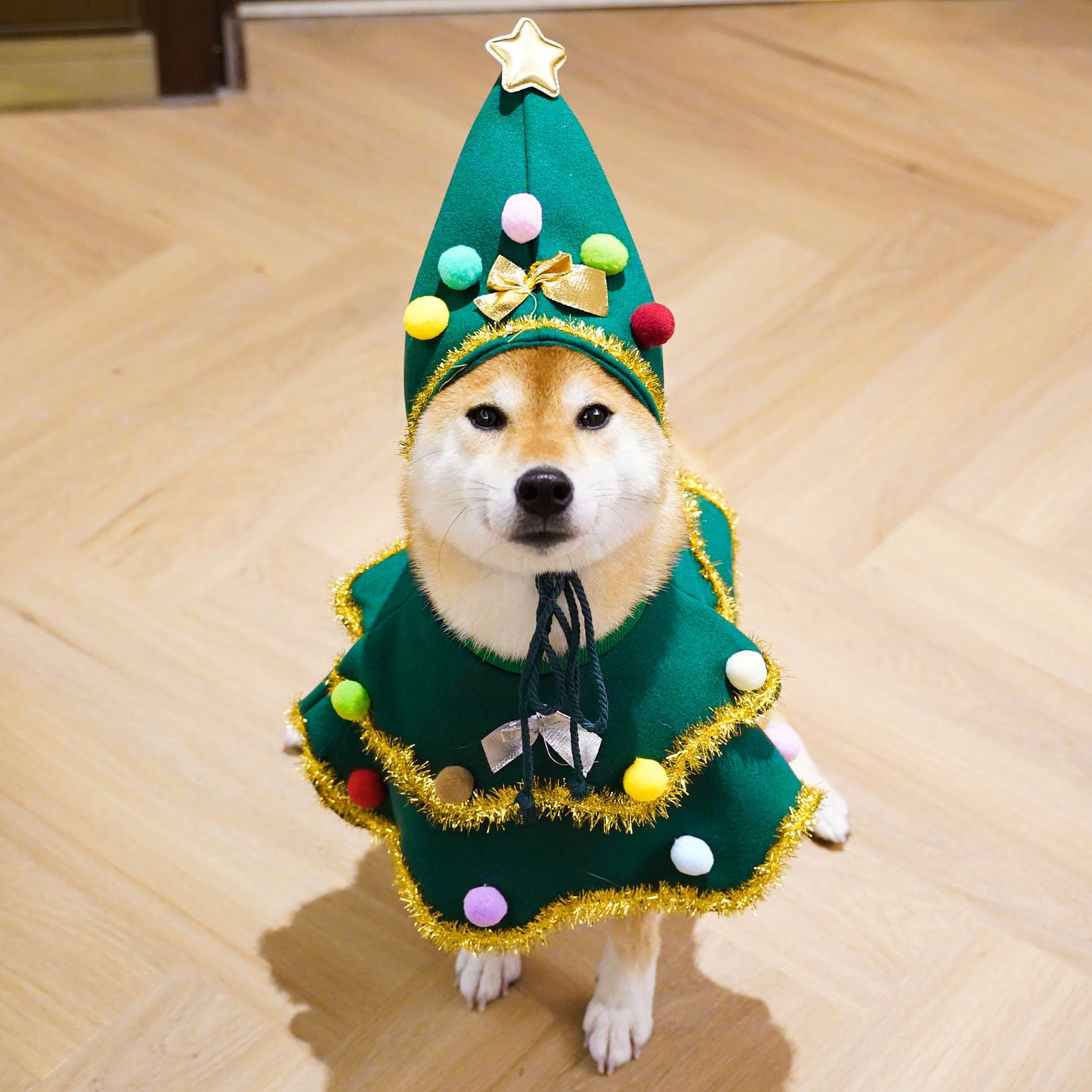 犬服  クリスマスツリー風 わんちゃん変身コスチューム