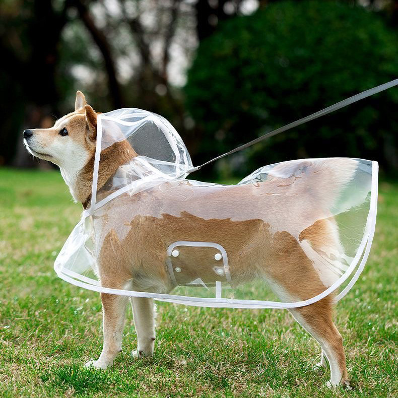 https://fulmo-img-server.com/perry-dog/2be38c5d-d2ff-49ce-9fe9-95a274411770.jpg