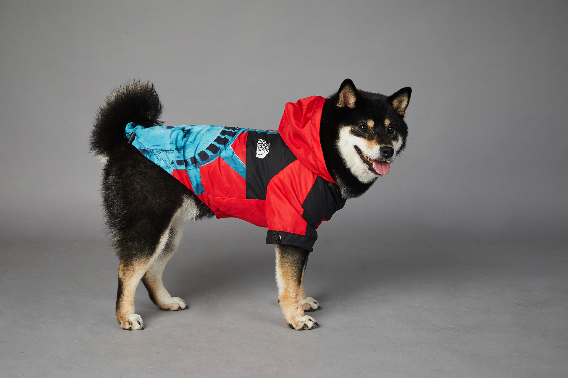 https://fulmo-img-server.com/perry-dog/2d3001b4-f3a4-4bd8-84a8-4e89c9b5990f.jpg