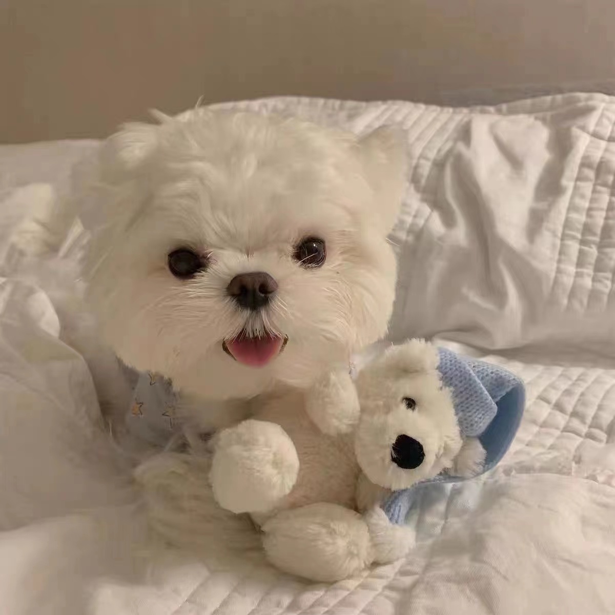 犬服 おやすみ星空おねむパジャマセット