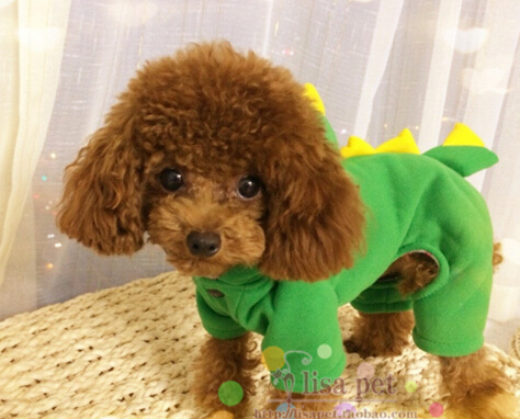 https://fulmo-img-server.com/perry-dog/30f23bf6-d1d5-45f6-b447-07c969c0c697.jpg