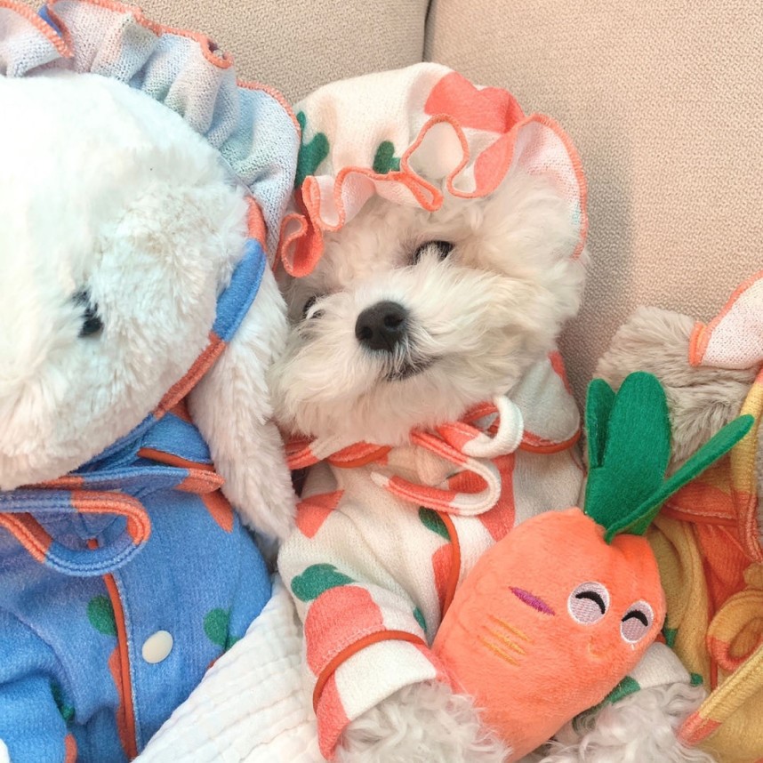 犬服 ふわもこ野菜パターンパジャマ
