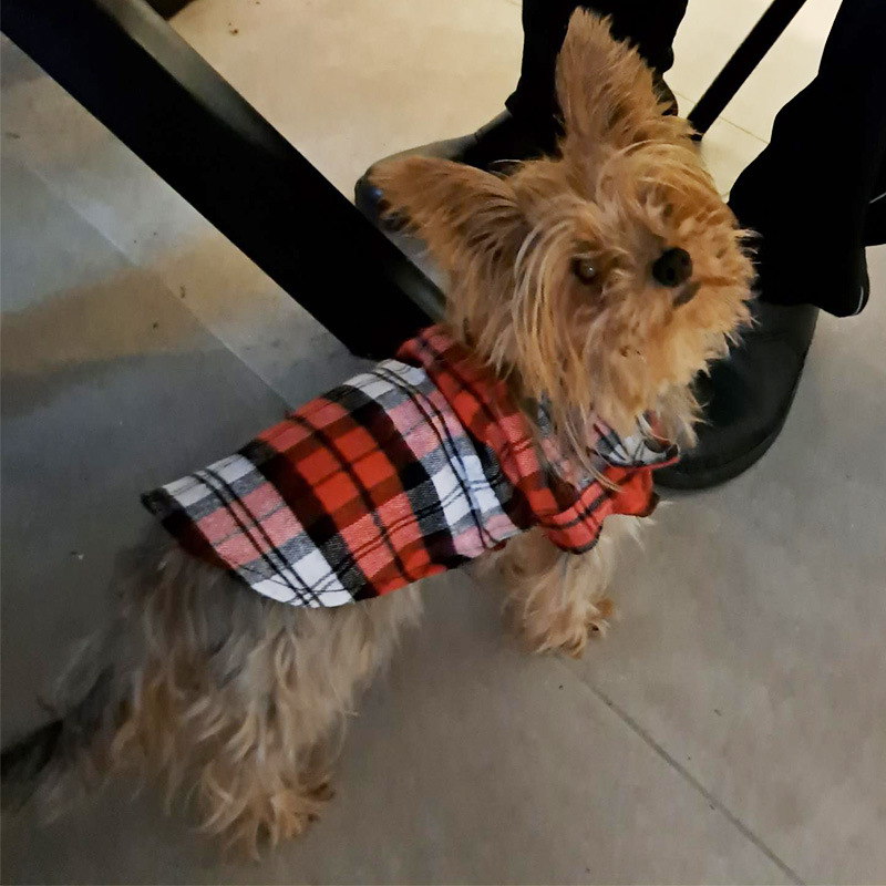 https://fulmo-img-server.com/perry-dog/35f5471c-0a32-4b40-ac55-eb2ae0ddc8f5.jpg