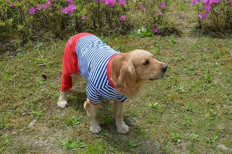  マリン風ボーダーつなぎ犬服