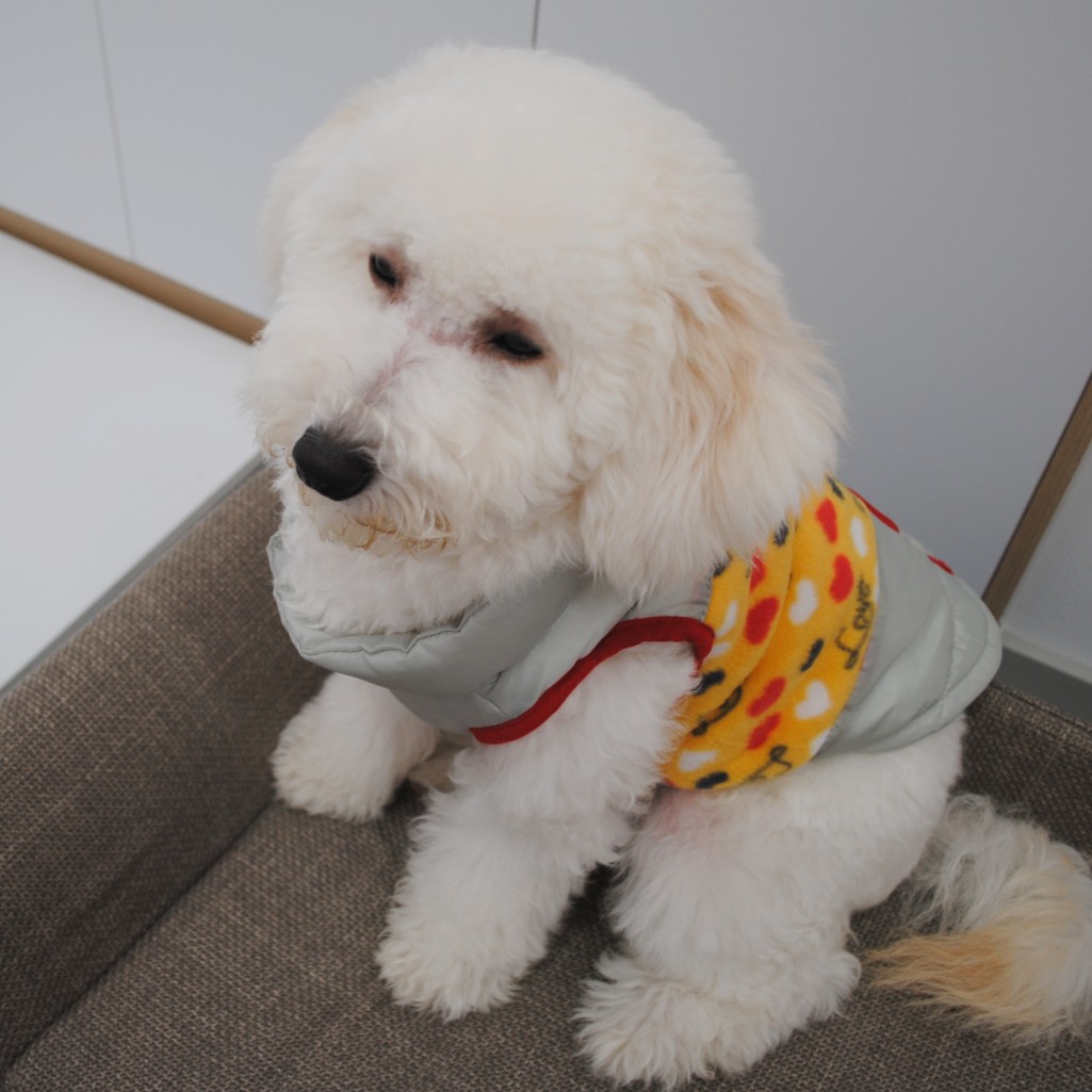 犬服 個性派デザイン中綿入り袖なし防寒ベスト