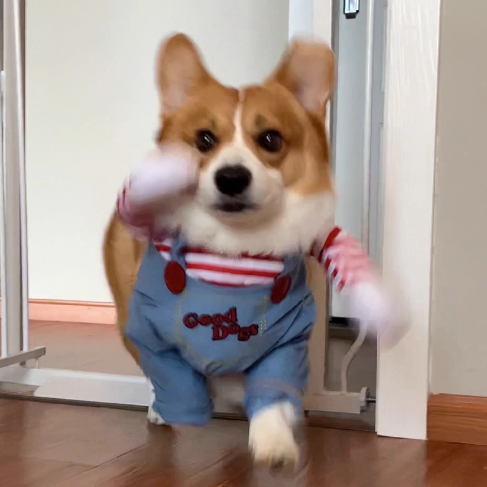 犬服 おもしろキャラクターつなぎ