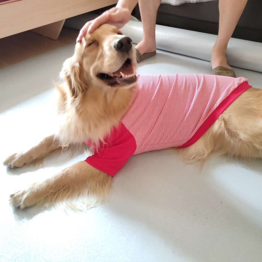 犬服  大型犬用爽やかストライプTシャツ