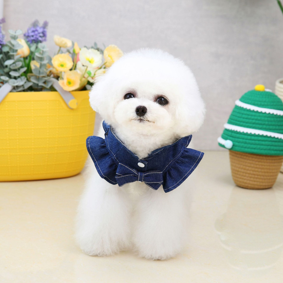https://fulmo-img-server.com/perry-dog/3e65eaa6-7215-4404-9dfb-ab20b6e91f2c.jpg