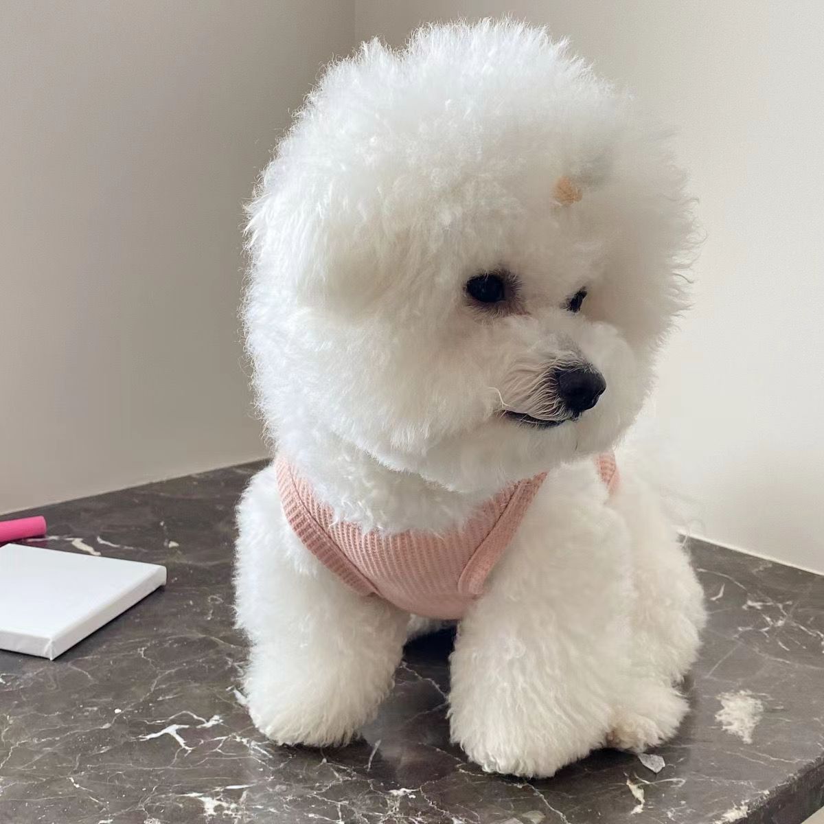 https://fulmo-img-server.com/perry-dog/436f3808-d0c6-4b9f-a65e-a4b07e42e8fd.jpg