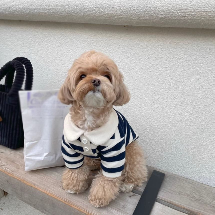 犬服 小型犬用ボーダー柄丸襟ニットトップス