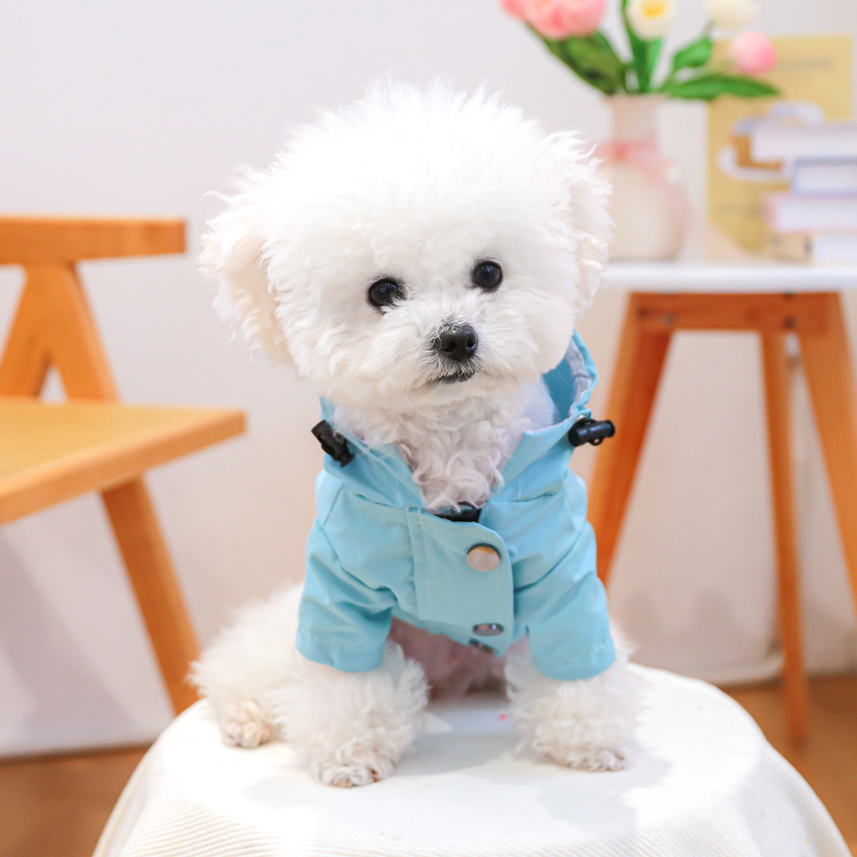 https://fulmo-img-server.com/perry-dog/45f2a465-7ffc-4556-b5c2-52e018ba48c8.jpg
