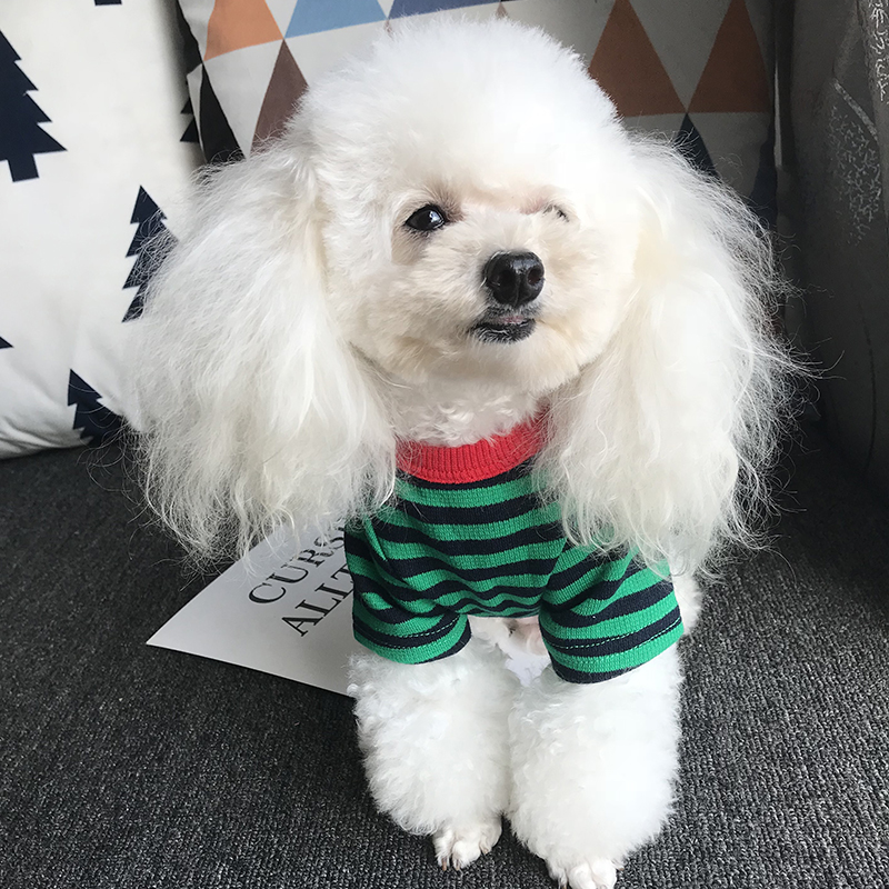 犬服 可愛らしいボーダー柄ニットセーター