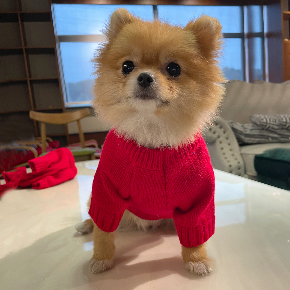 犬服 雪だるま柄ノルディックニットセーター