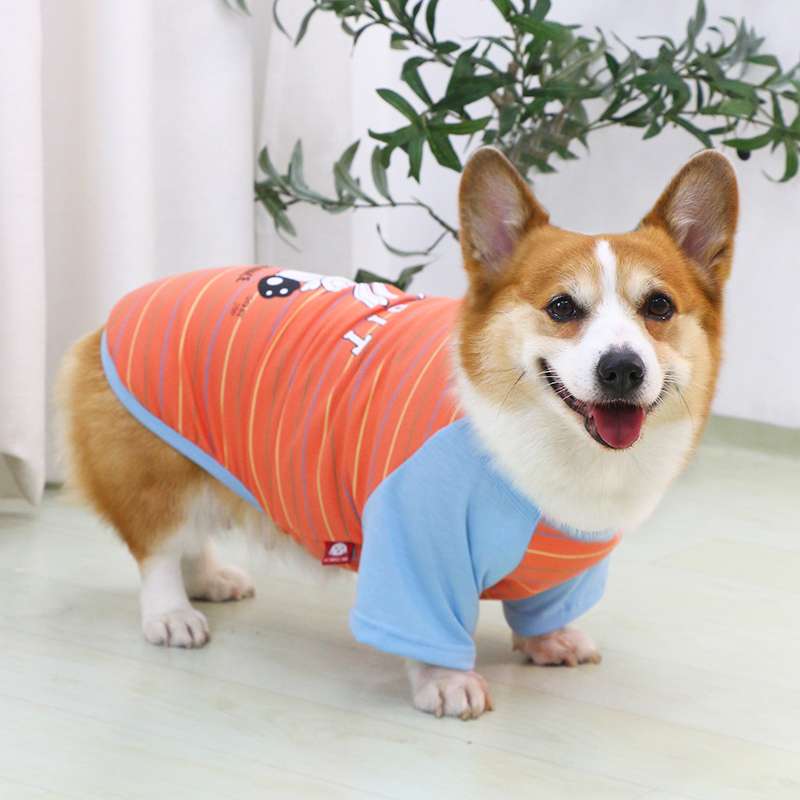 犬服  コーギー用ストライプ柄シャツ