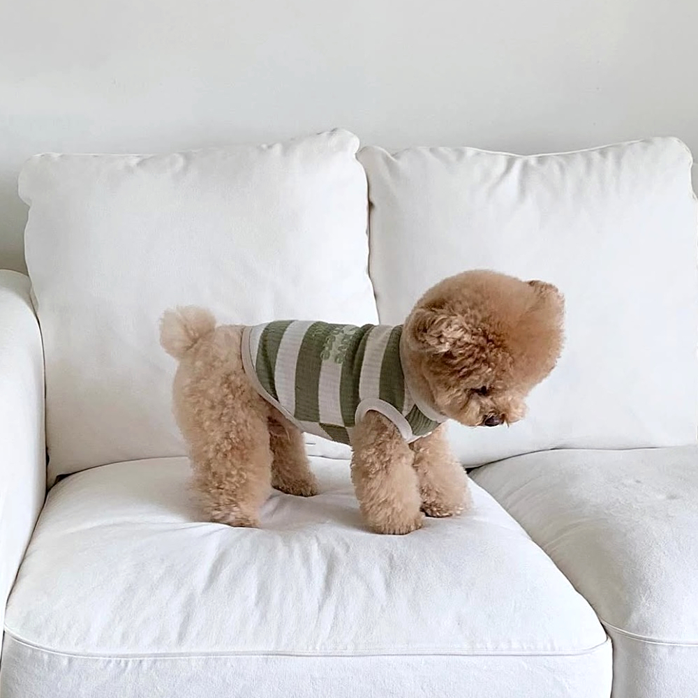 犬服 愛犬へのメッセージ入りボーダーＴシャツ