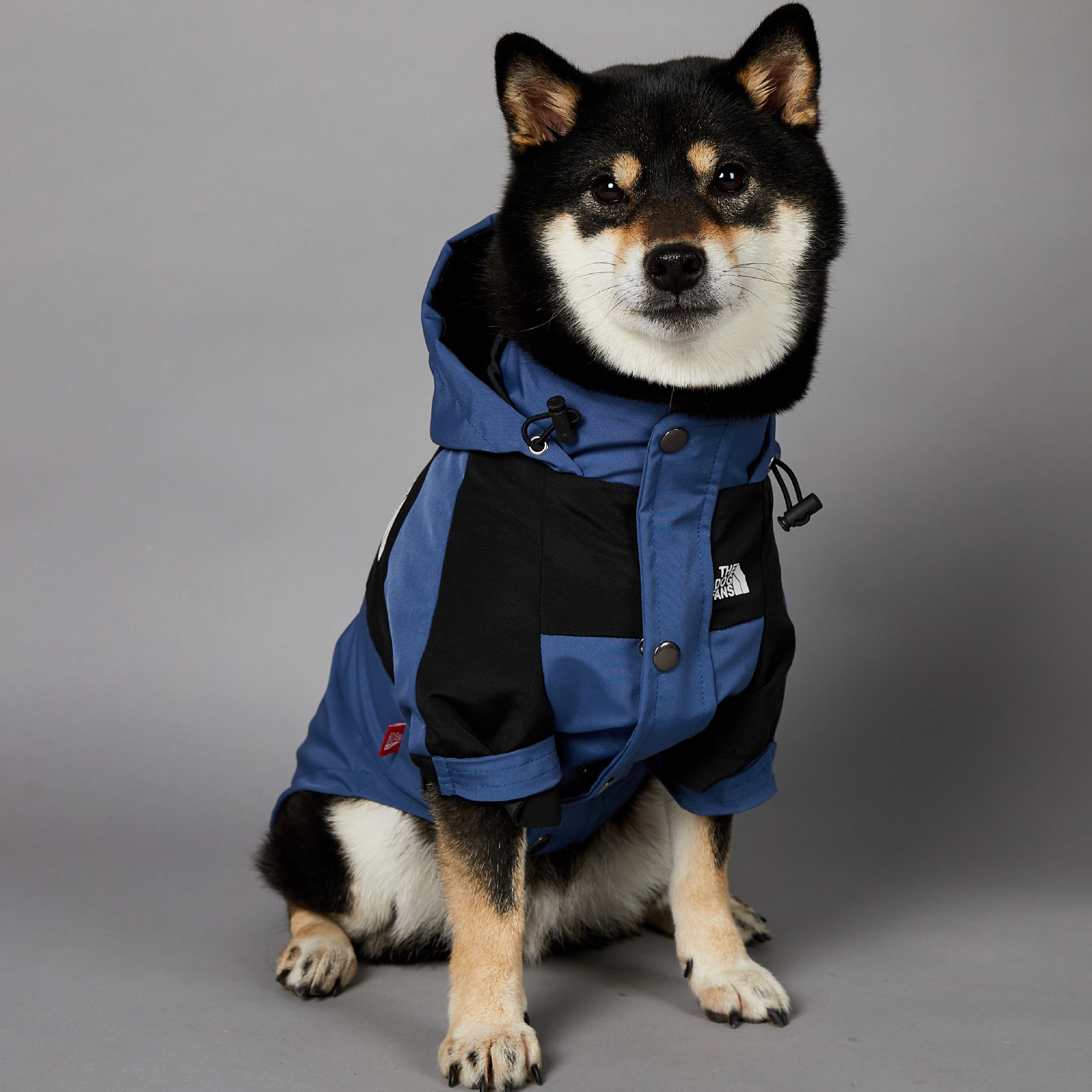 https://fulmo-img-server.com/perry-dog/643915d3-41dc-44f6-b10b-b221a56a7c23.jpg