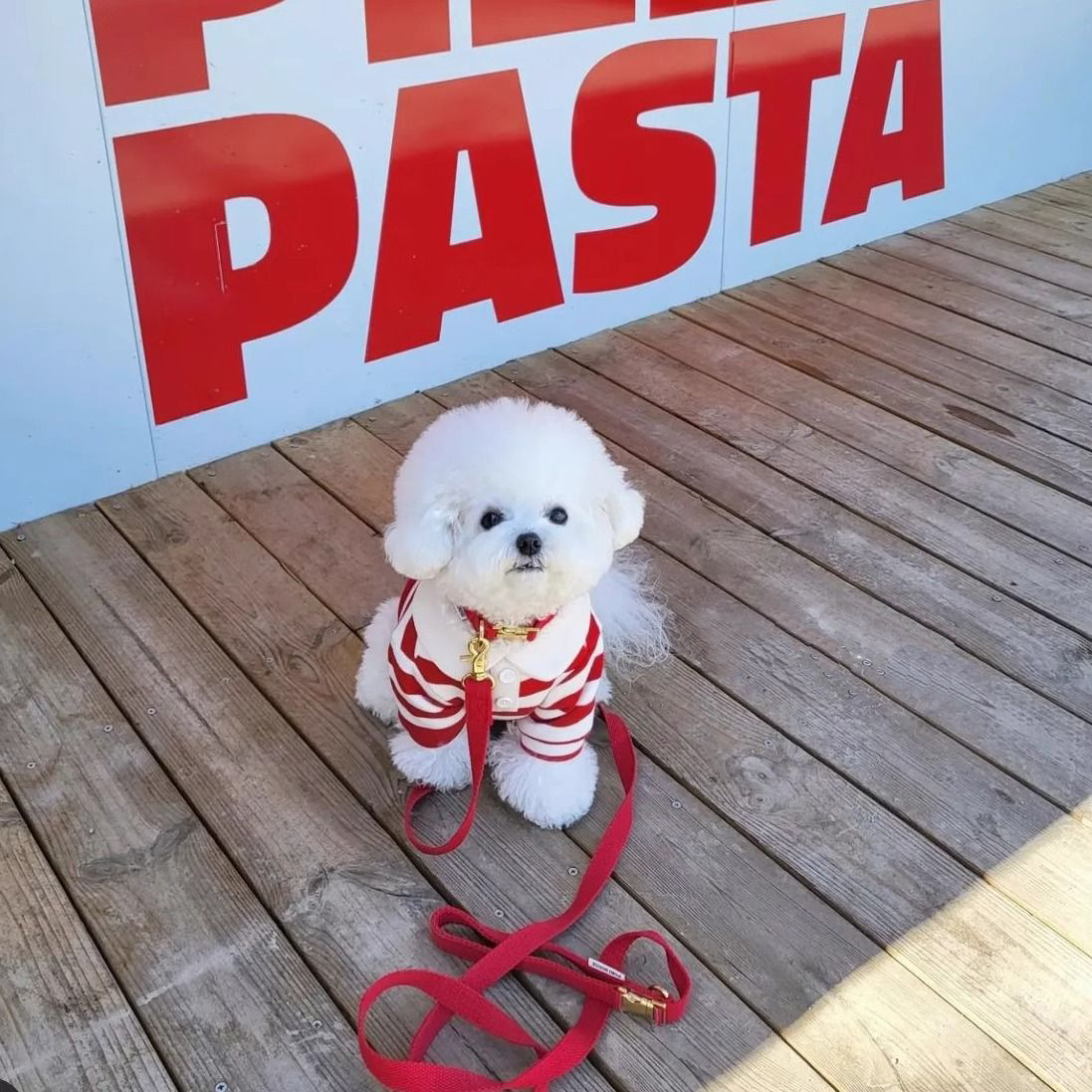 https://fulmo-img-server.com/perry-dog/686fc1a7-9fb3-445d-9233-46f3c7d3f915.jpg