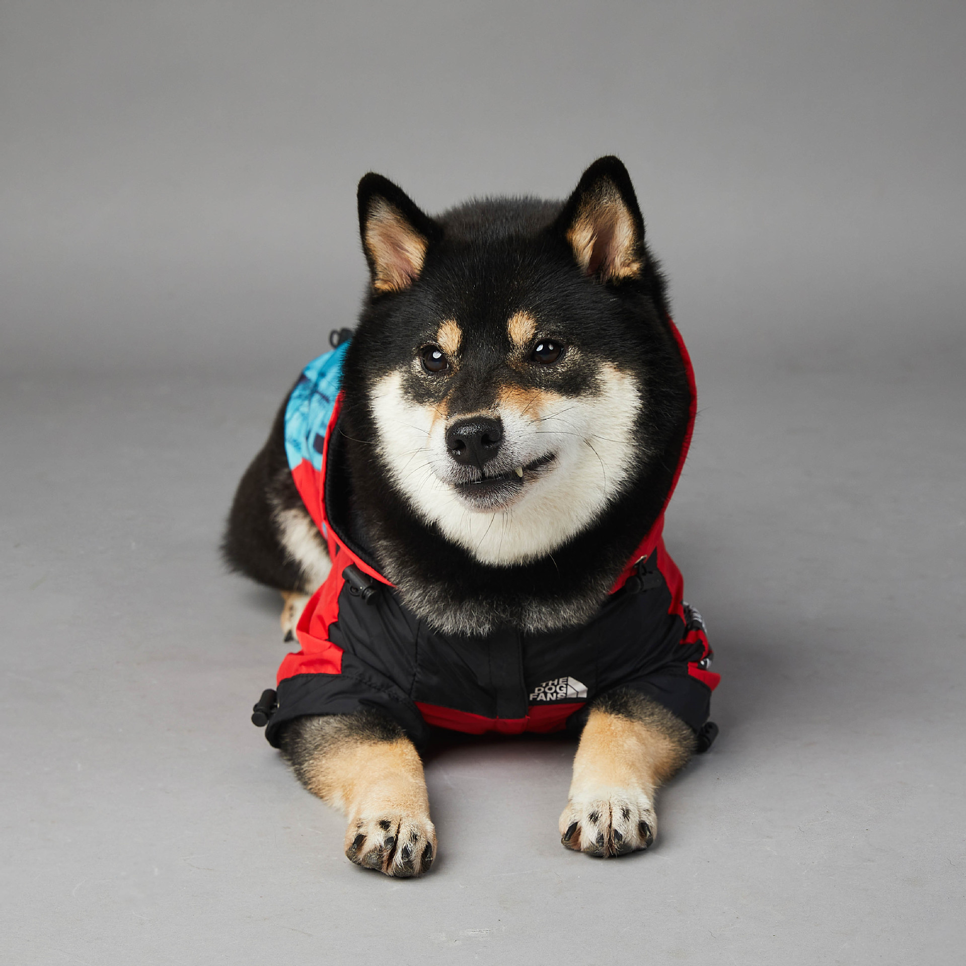 https://fulmo-img-server.com/perry-dog/78ee60a9-2885-4184-a4c7-b857fb16806e.jpg