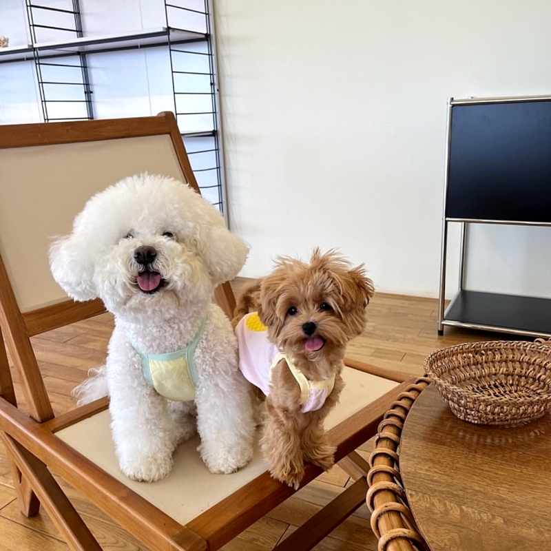 犬服 フルーツ笑顔キャラクター犬用Tシャツ