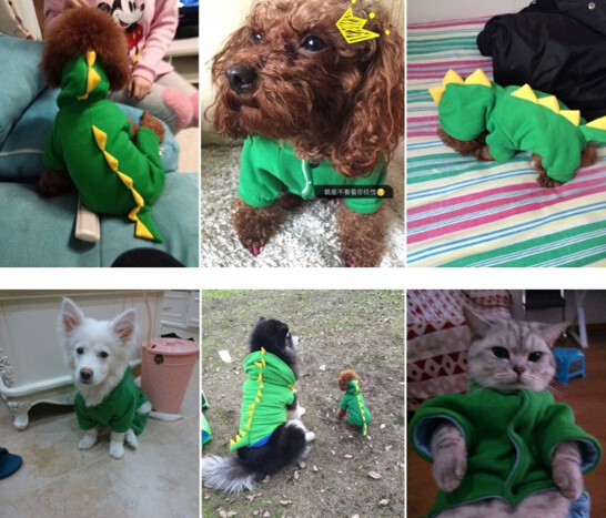 https://fulmo-img-server.com/perry-dog/7e19bff1-c1a4-41f5-9a47-ff61e125fe26.jpg
