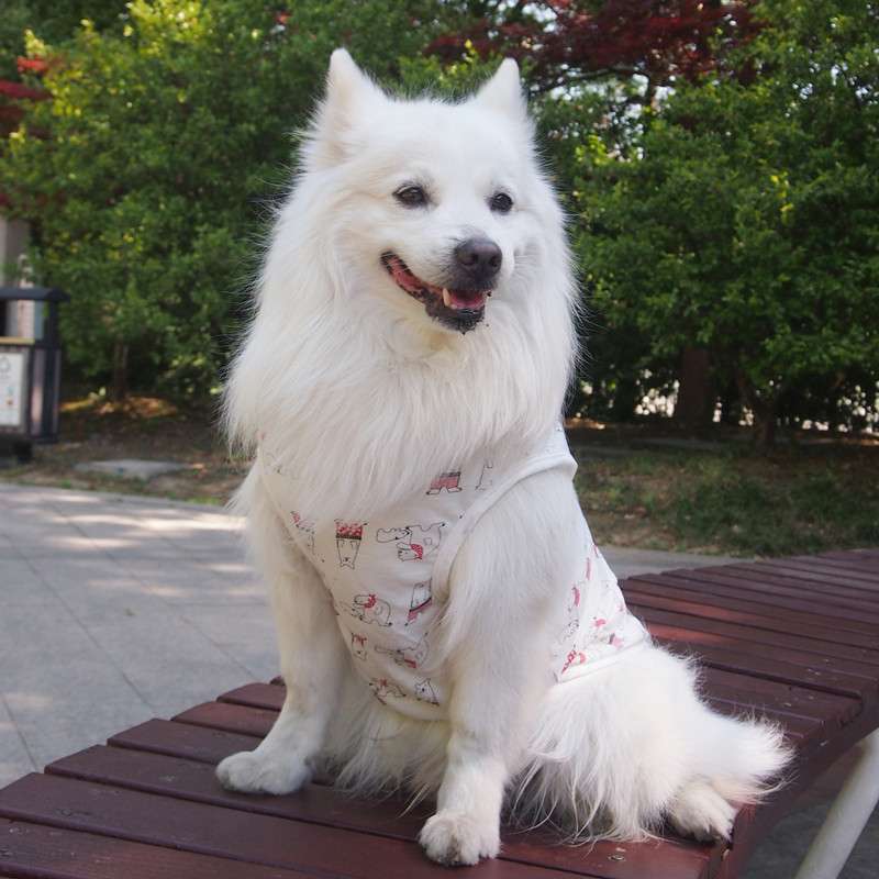 犬服  もふもふ犬のための涼やかTシャツ