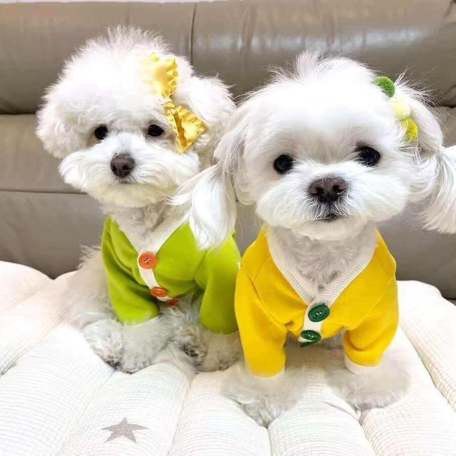 ポメラニアンに着て欲しい！犬用の冬服5選