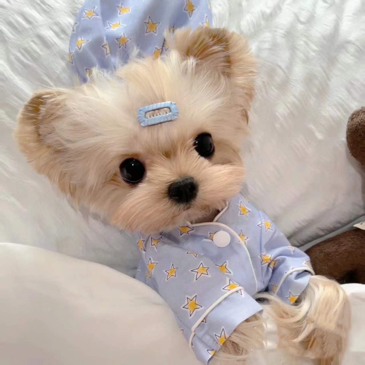 犬服 おやすみ星空パジャマ