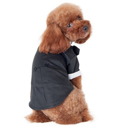 https://fulmo-img-server.com/perry-dog/90c56820-7dae-4114-ac57-6cdd28bb14c1.jpg