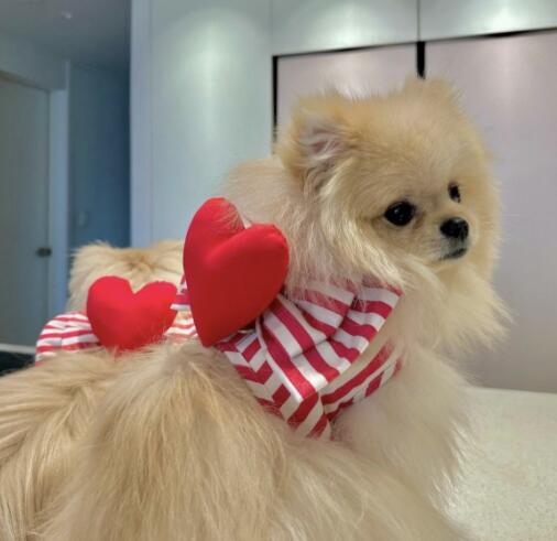 https://fulmo-img-server.com/perry-dog/96bcf0f9-0e2e-4e06-a767-d7b2f37ad338.jpg