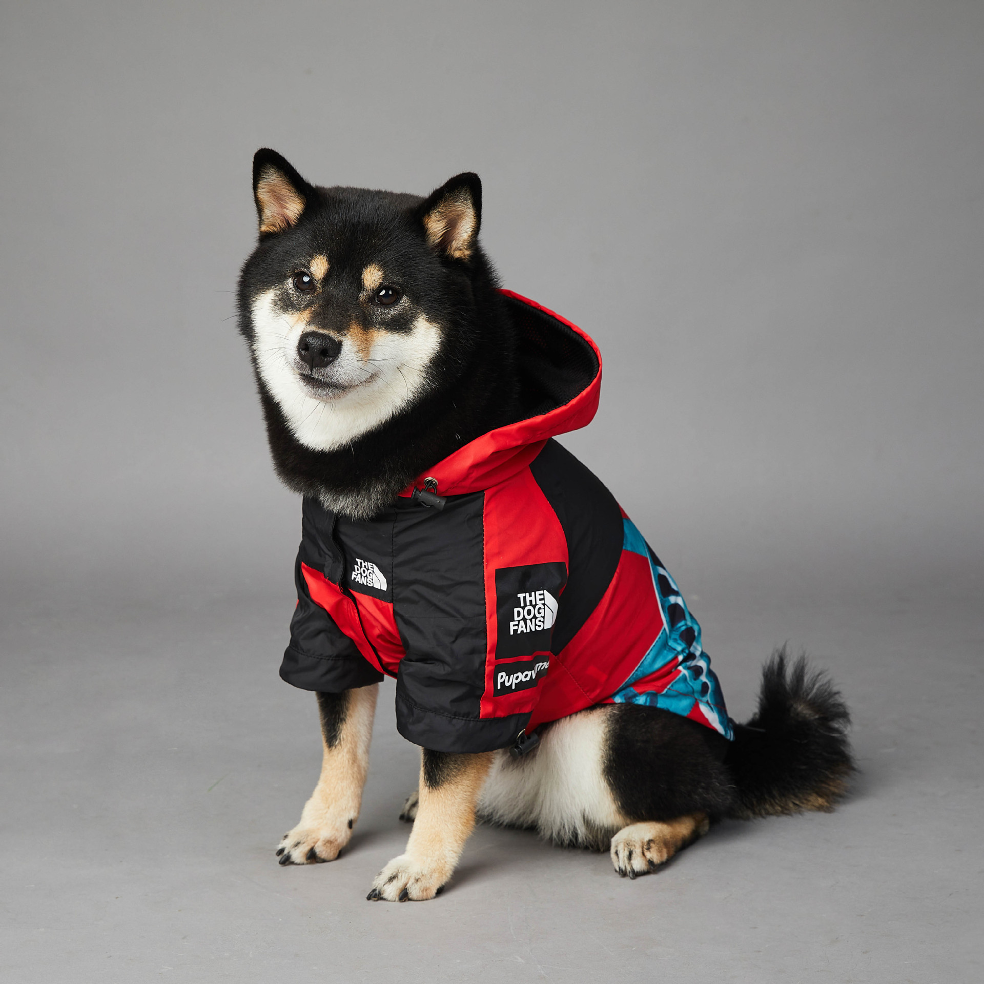 https://fulmo-img-server.com/perry-dog/972e0c83-6690-4711-a5c4-487275b944bc.jpg