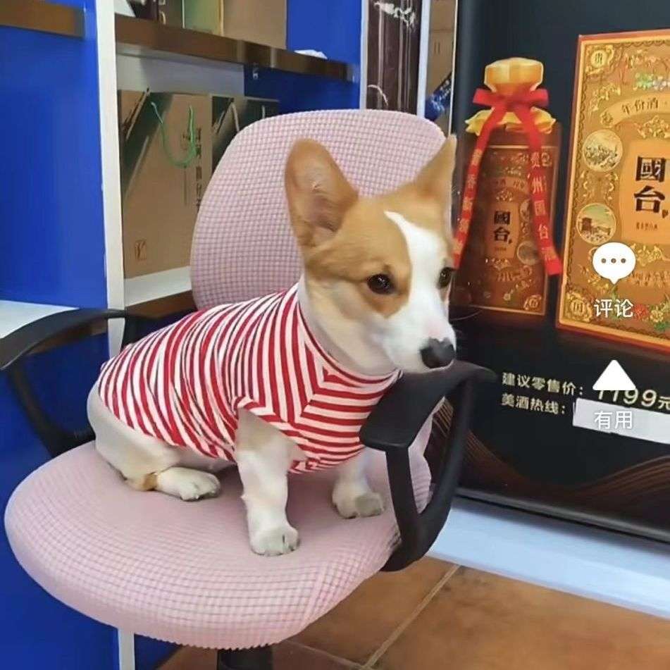 犬服　普段着Tシャツ