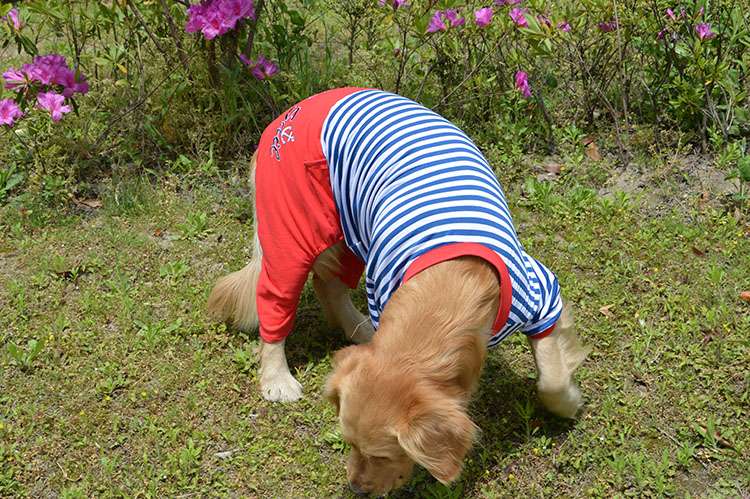  マリン風ボーダーつなぎ犬服