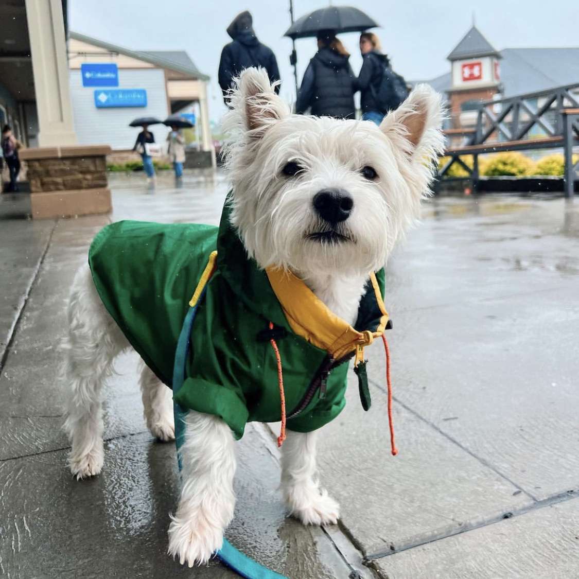 犬服  小型犬用レインジャケット