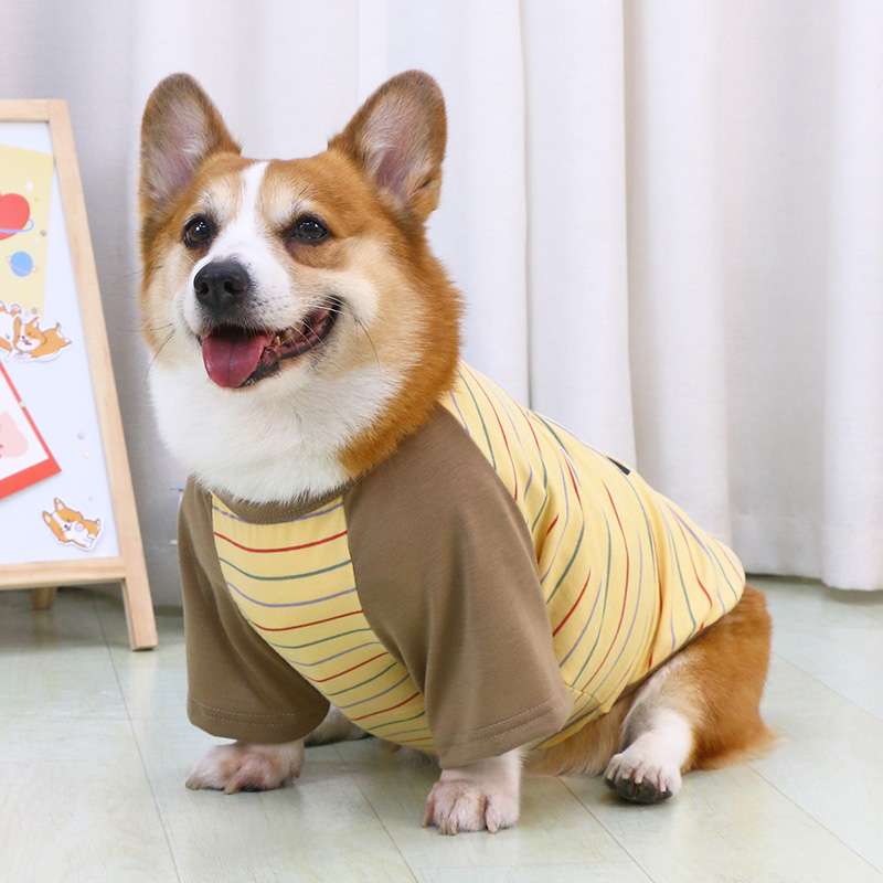 犬服  コーギー用ストライプ柄シャツ