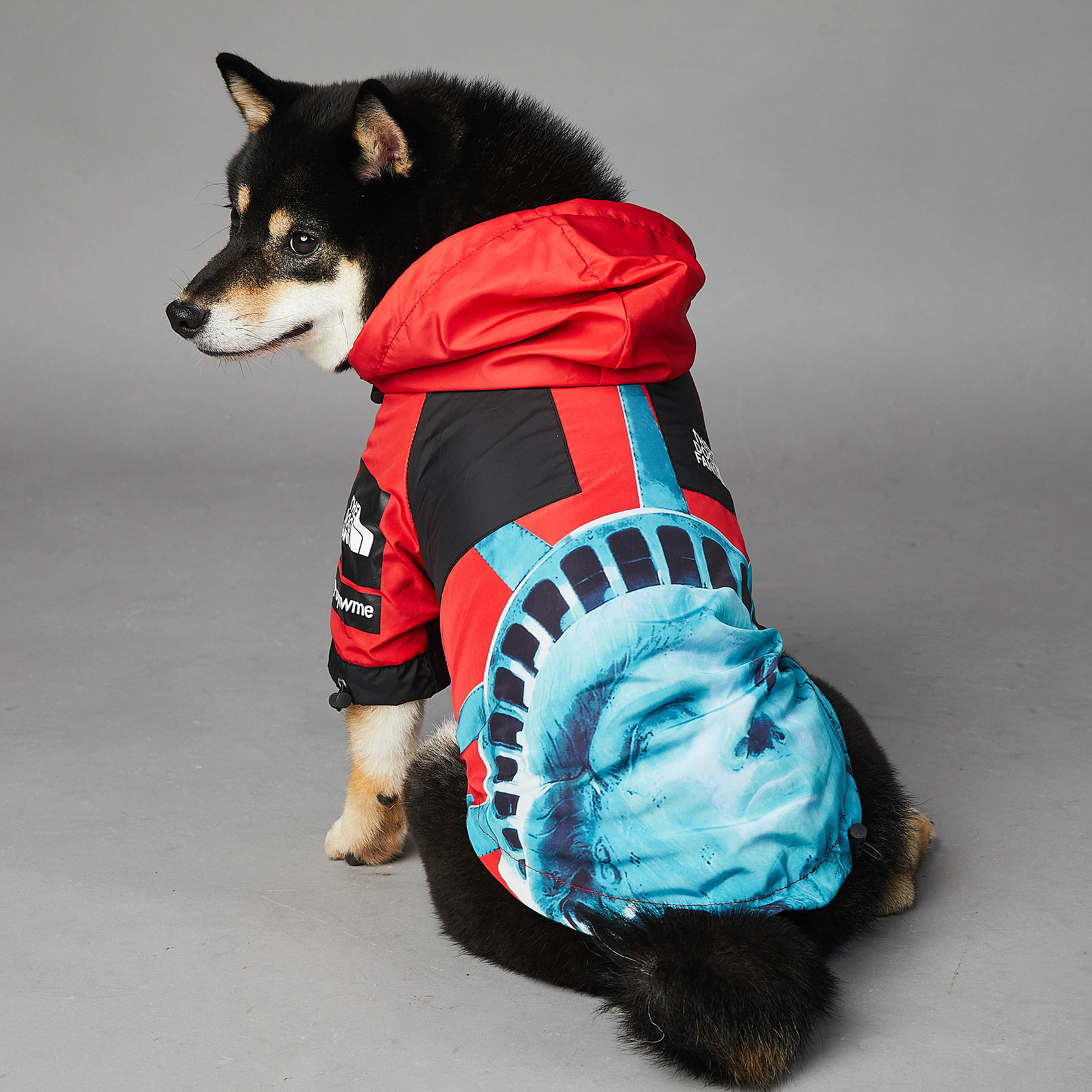 https://fulmo-img-server.com/perry-dog/9b93e859-4ebd-4b77-a18c-3a0174b48c77.jpg