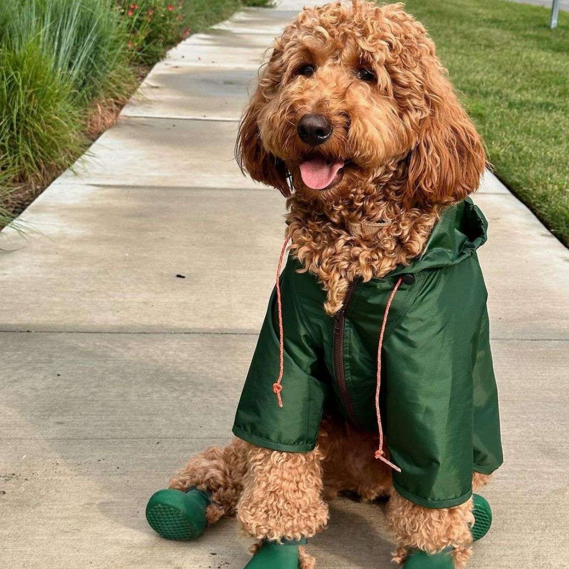 犬服  小型犬用レインジャケット