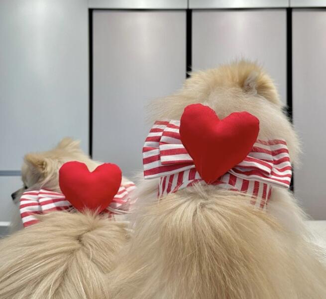 https://fulmo-img-server.com/perry-dog/9c4594e1-1d10-4fce-9d04-c30395269a87.jpg