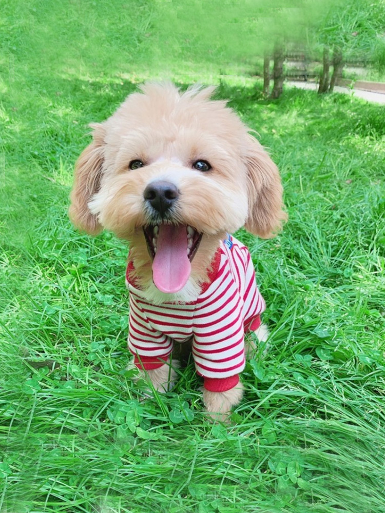 犬服 小型犬用ボーダー柄四足ロンパース