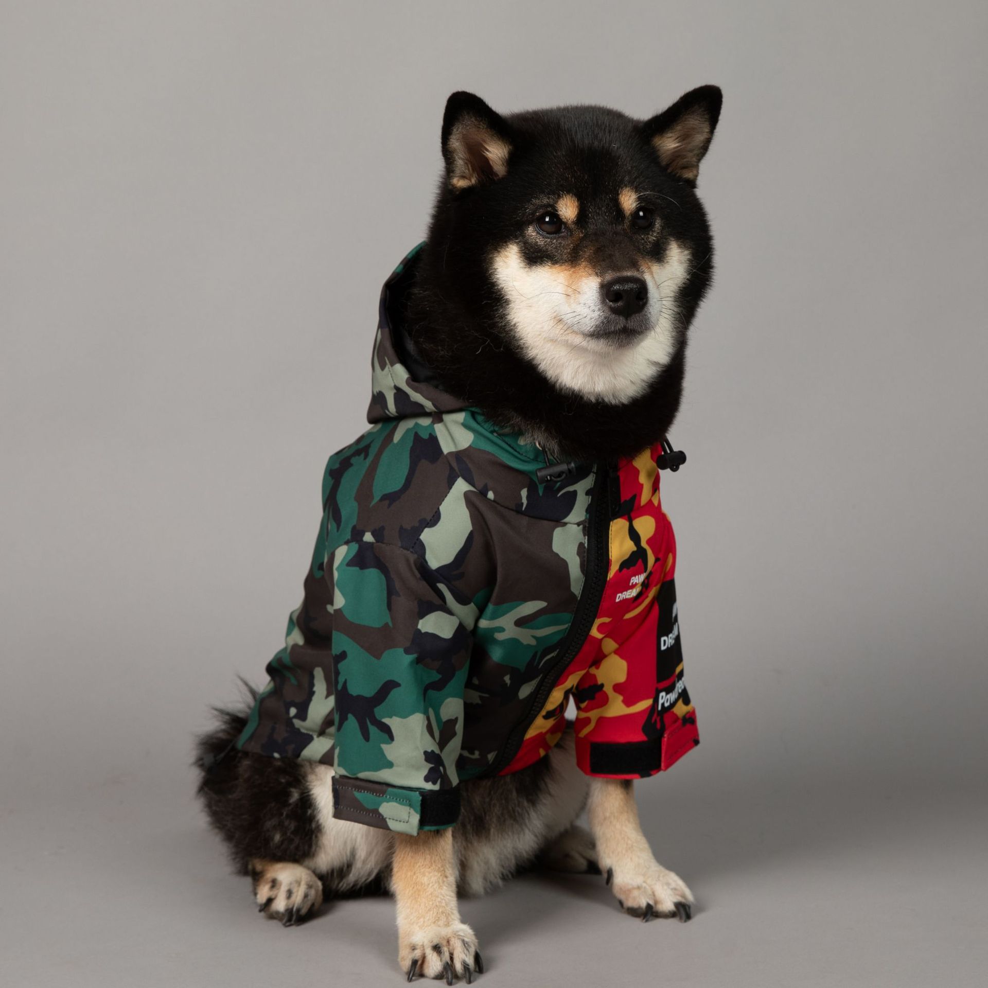 https://fulmo-img-server.com/perry-dog/aace2b2b-8453-4fd6-809e-10db0d9ac29e.jpg