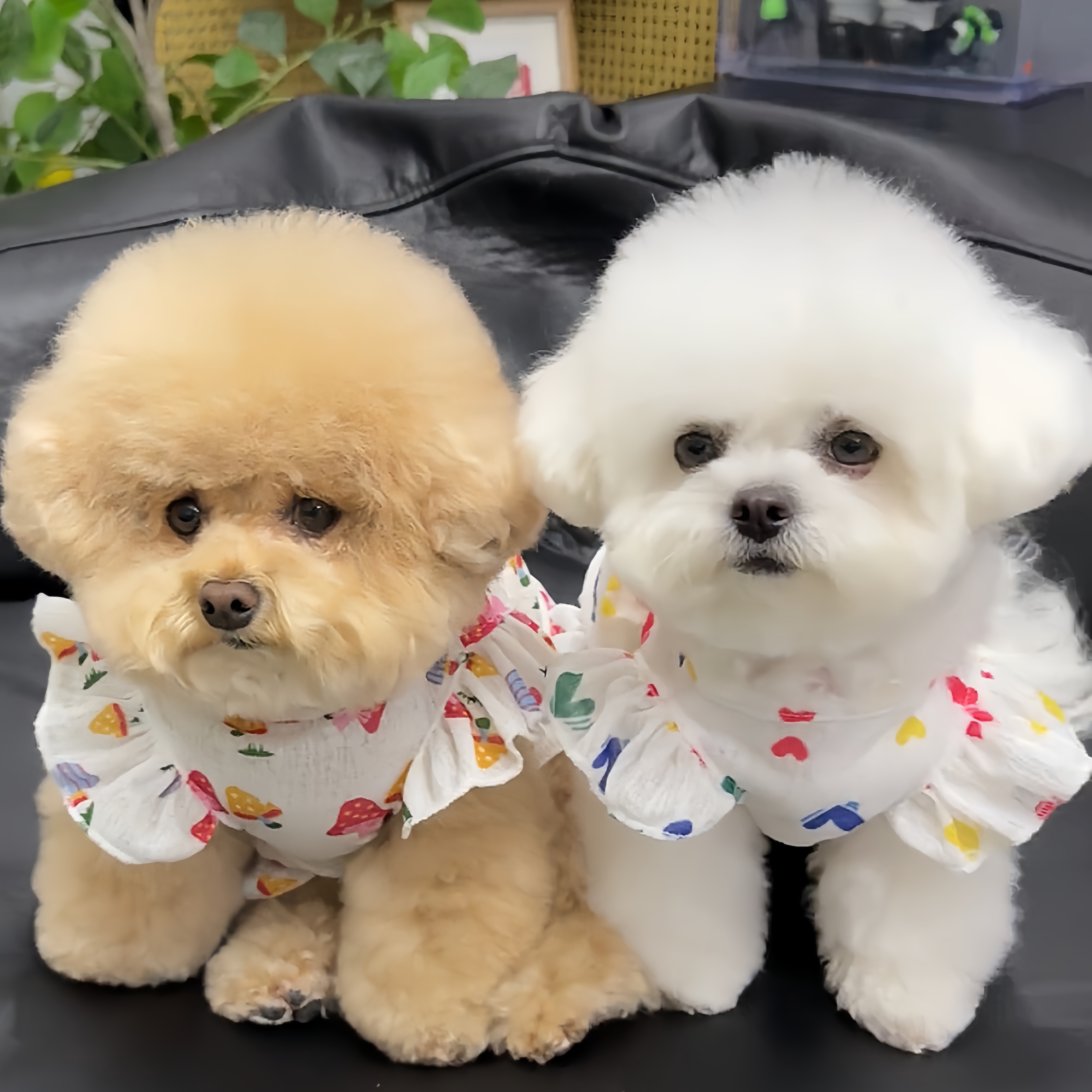 犬服 ハートとひまわりのフリルワンピース