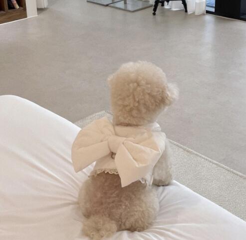 https://fulmo-img-server.com/perry-dog/ac015340-c4c2-4c44-b86c-cb726b259316.jpg